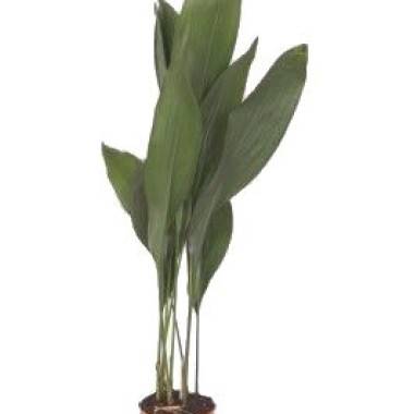 Plante de Belle Mère, Aspidistra