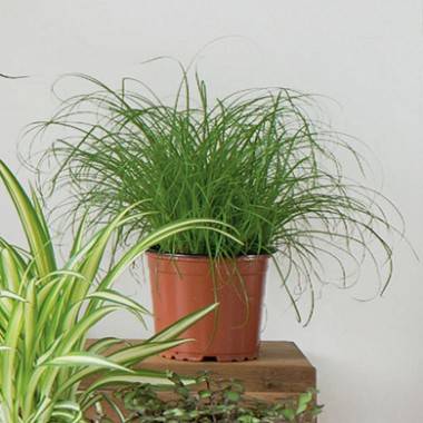 Papyrus, Herbe à chat - Ø.20/25 cm - Pot de Ø.12 cm - Image 2