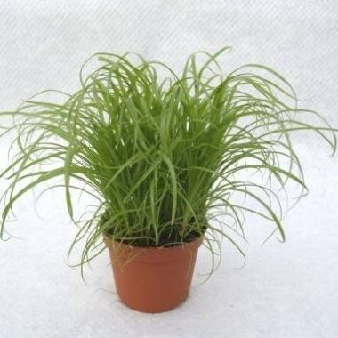 Papyrus, Herbe à chat - Ø.20/25 cm - Pot de Ø.12 cm - Image 1