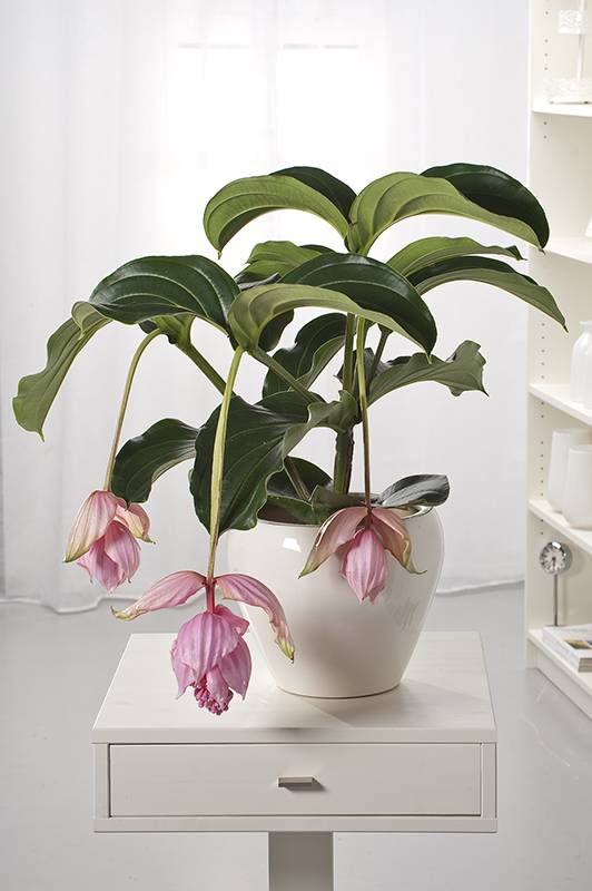 Medinilla - Imagen 1