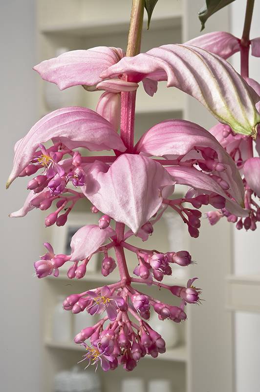 Medinilla - Imagen 2