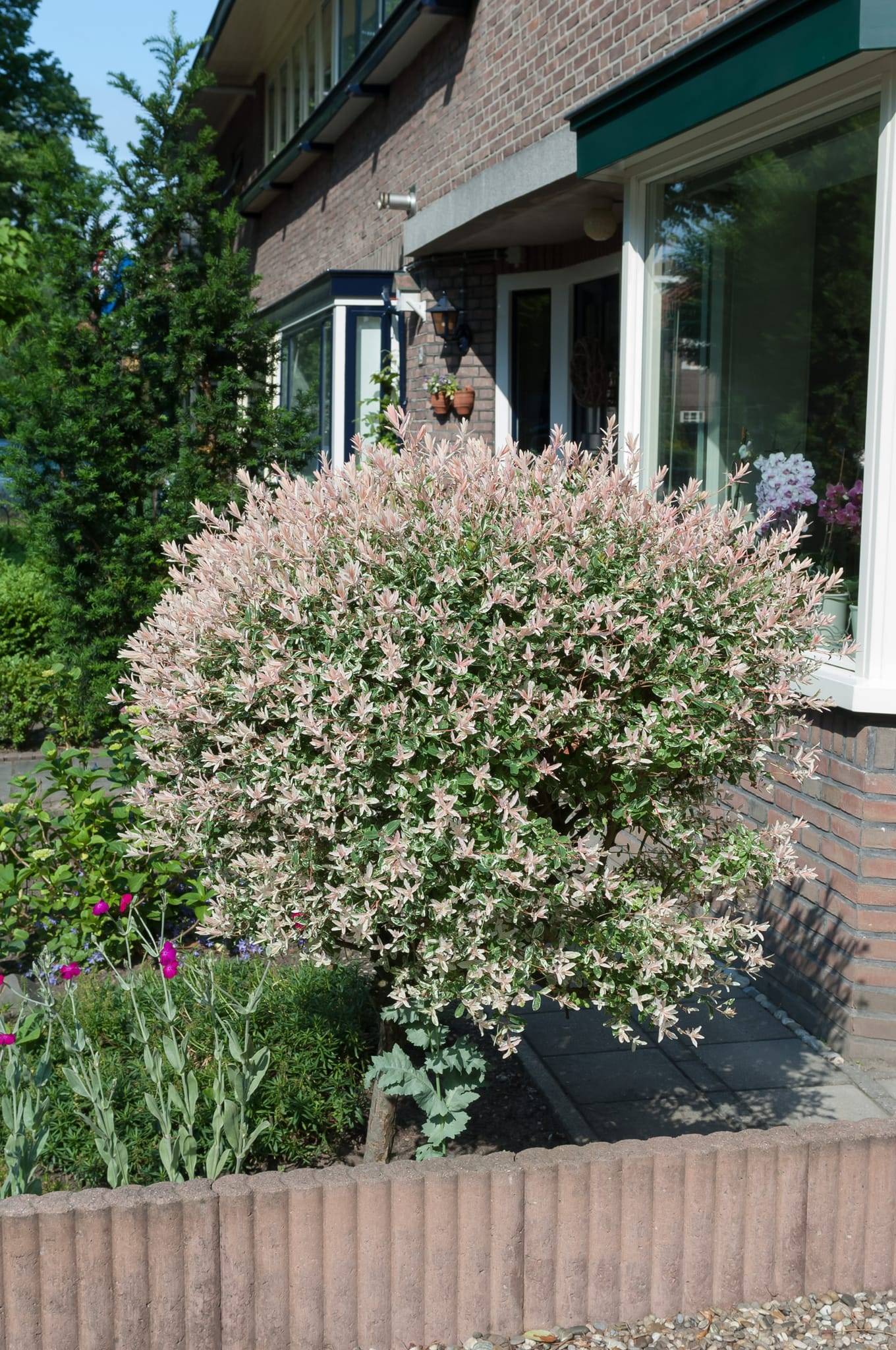 Saule Crevette 'Hakuro-Nishiki'