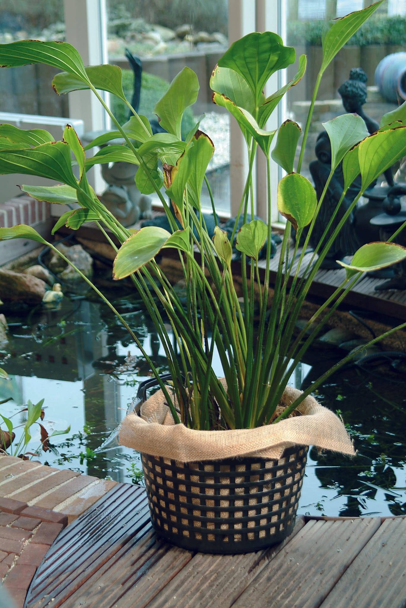 Ubbink - Panier pour Plantes Aquatiques – UBBINK - Imagen 3