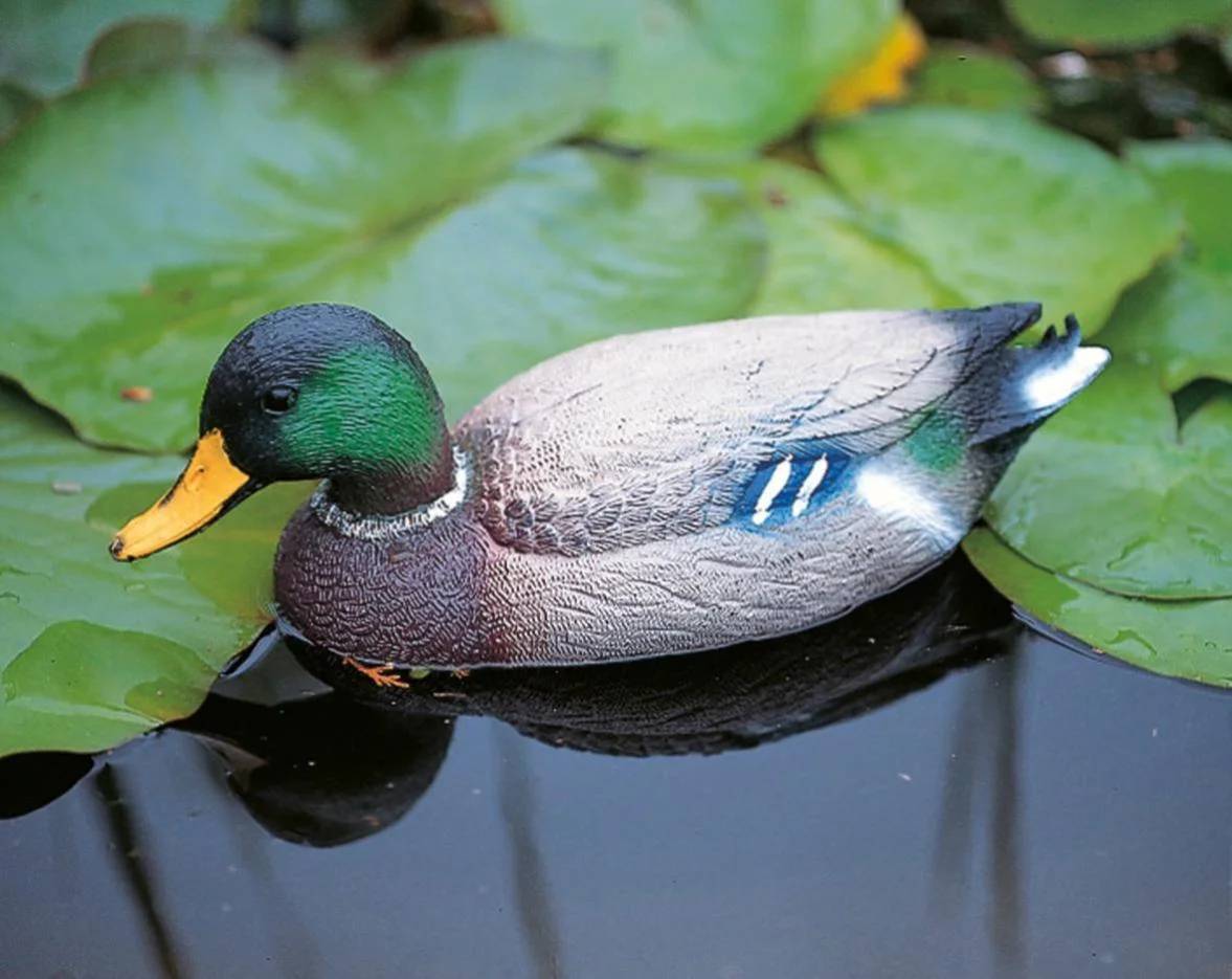 Ubbink - Canard Décoratif Plastique Colvert – UBBINK - Imagen 4