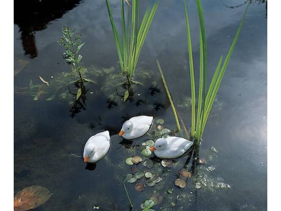 Ubbink - Caneton flottant plastique blanc - UBBINK - Image 1