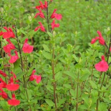 Salvia Microphylla - Imagen 1