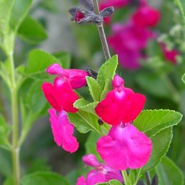 Salvia Microphylla - Imagen 3