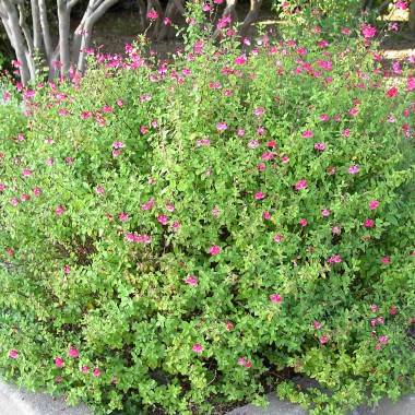 Salvia Microphylla - Imagen 2