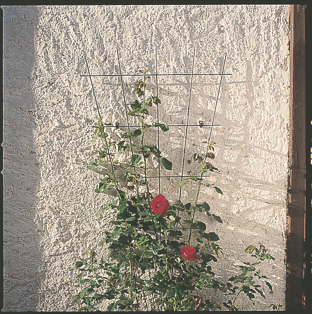 Windhager - Treillis métal vert  - L.150 x l.0,8 x H.150 cm