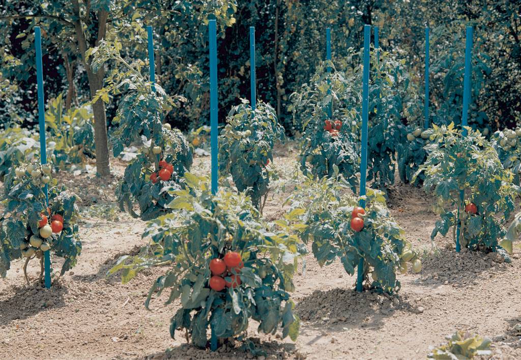Nortène - AQUATOM Tutor tomates PVC con reserva de agua Verde 20x20mmx1,50m
