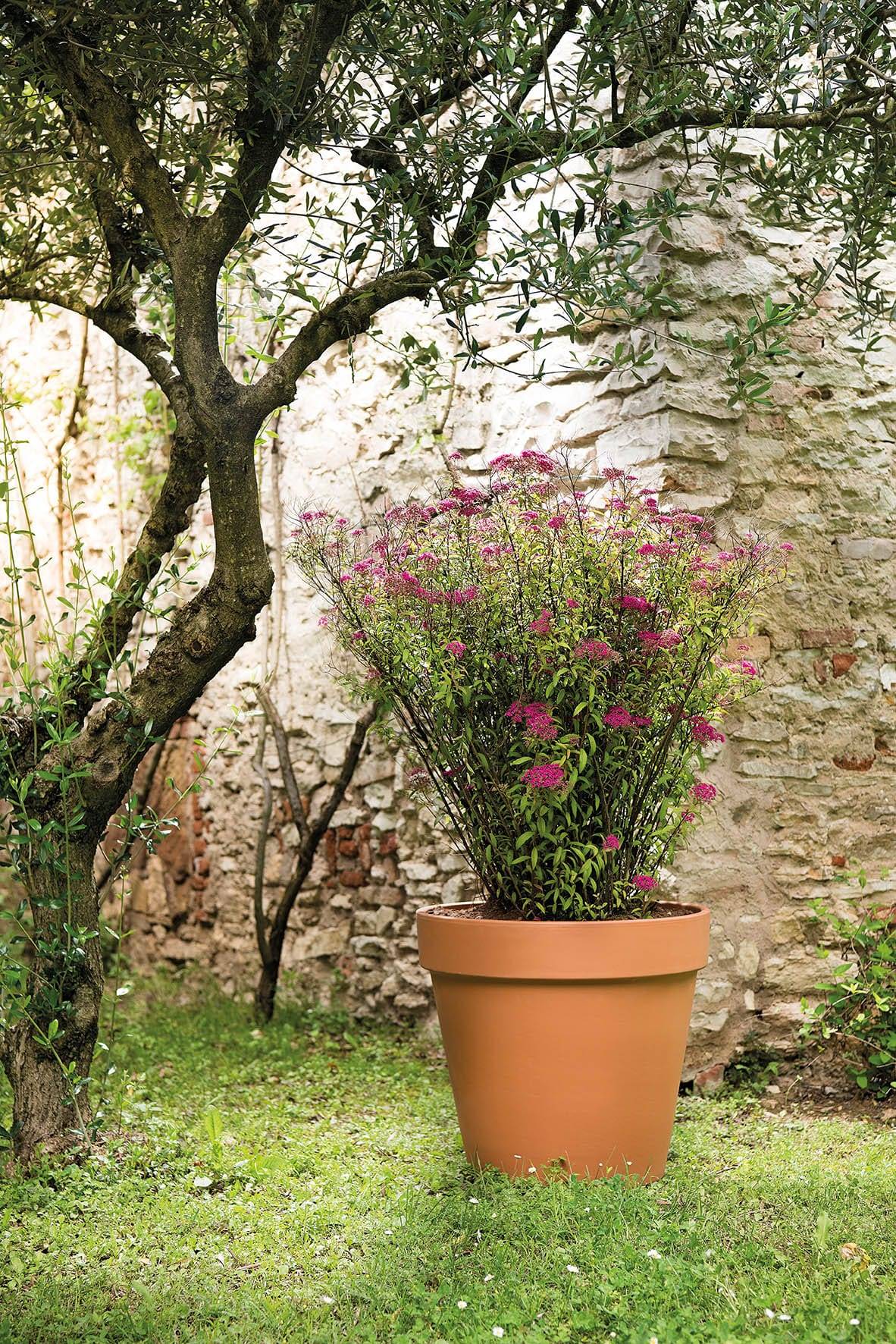 Deroma - Vase brut cotto 37 cm - L.36,8 x l.36,8 x H.32,5 cm - Image 2