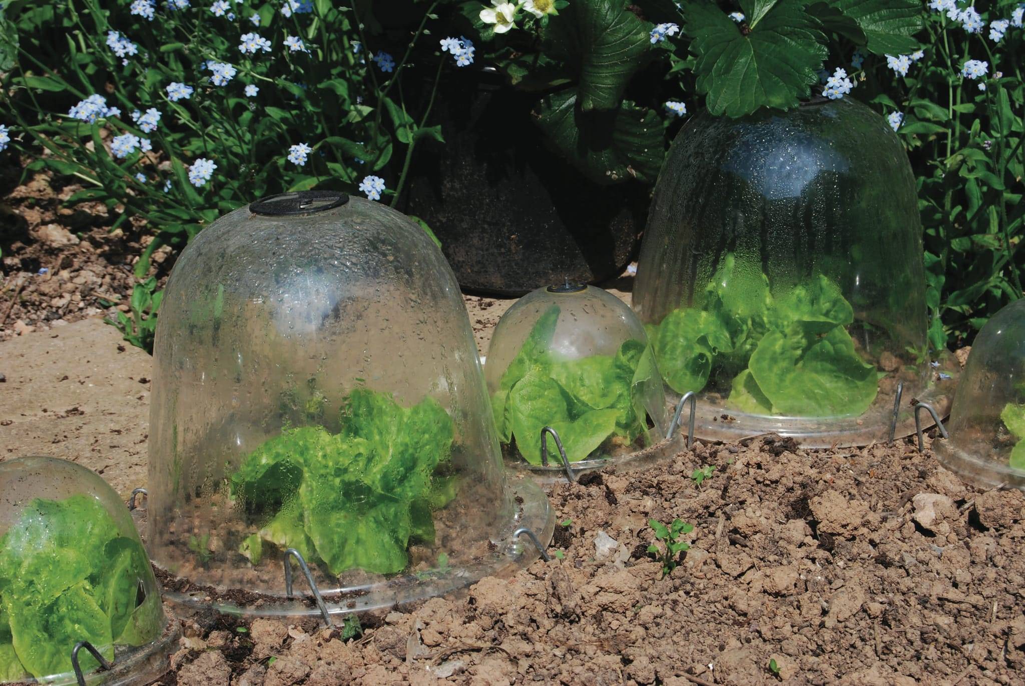 Gardenova - Cloche à salade x3 D33 cm H30 cm