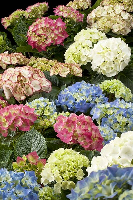 Hortensia - Image 1