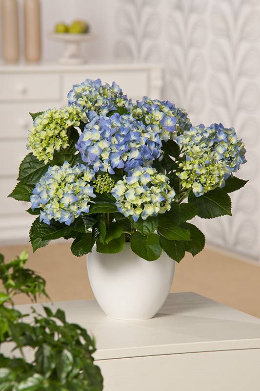 Hortensia - Image 5
