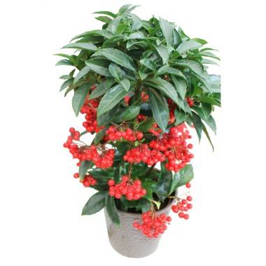 Ardisia crenata