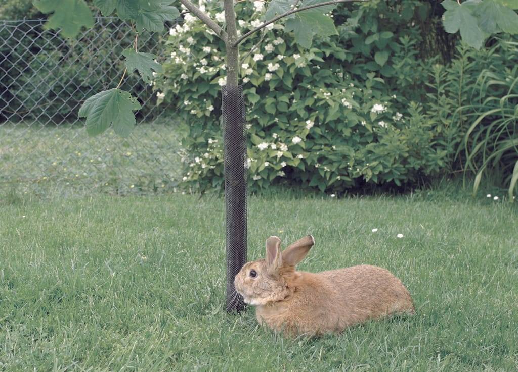 Nortène - Protector para árboles - NORTENE - Imagen 2