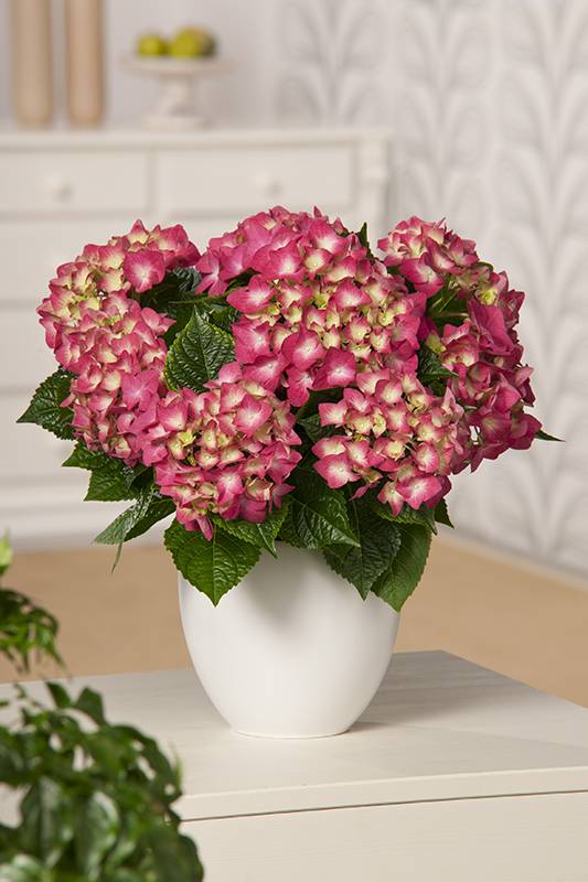 Hortensia - Image 2
