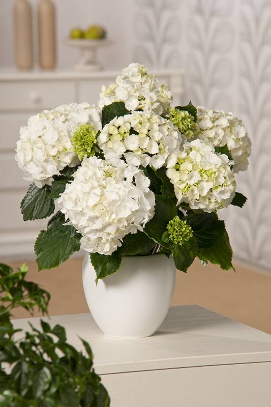 Hortensia - Image 3