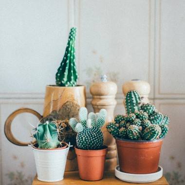 Cactus, cactées - Image 5