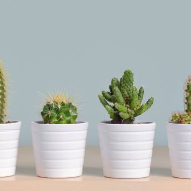 Cactus, cactées - Image 3