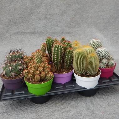 Cactus, cactées - Image 4
