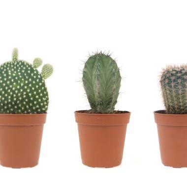 Cactus, cactées - Image 1