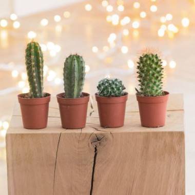 Cactus, cactées - Image 6