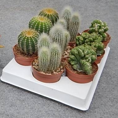 Cactus, cactées - Image 2