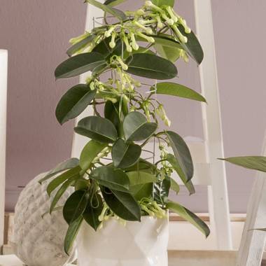 Jazmín de Madagascar - Imagen 3
