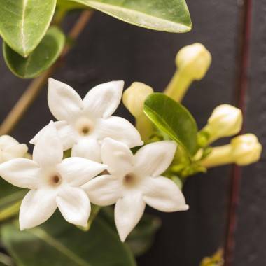 Jazmín de Madagascar - Imagen 1