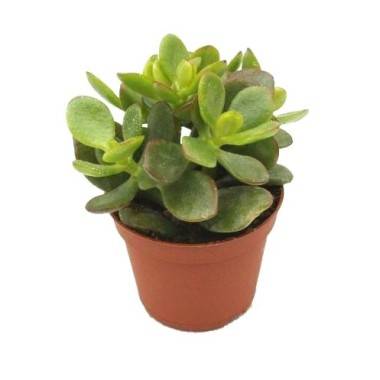 Árbol de Jade 'Ovata'