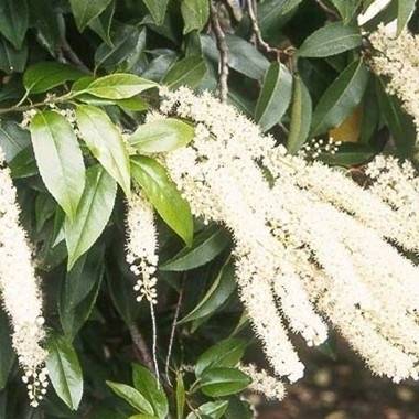 Laurier Du Portugal 'Myrtifolia'