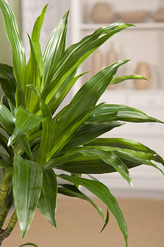 Dracaena 'Janet Craig' - Imagen 2