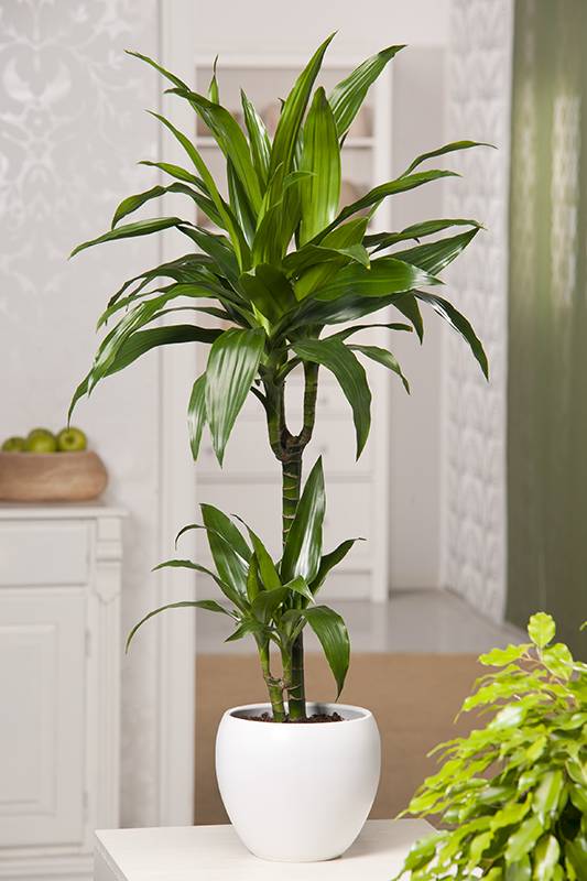 Dracaena 'Janet Craig' - Imagen 1