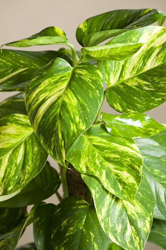 Pothos - Imagen 4