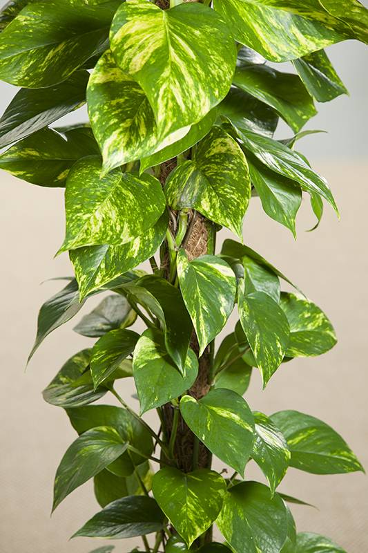 Pothos - Imagen 2