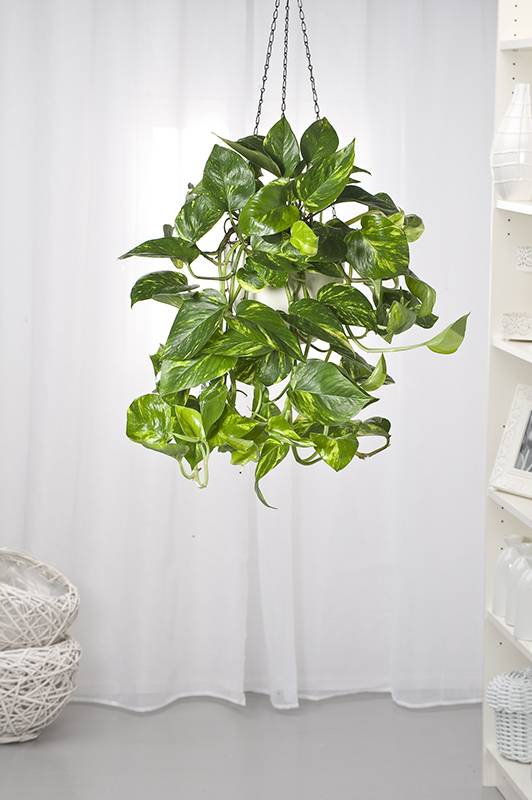 Pothos - Imagen 3