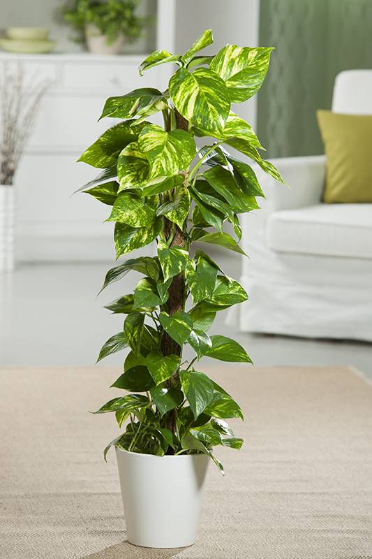 Pothos - Imagen 1