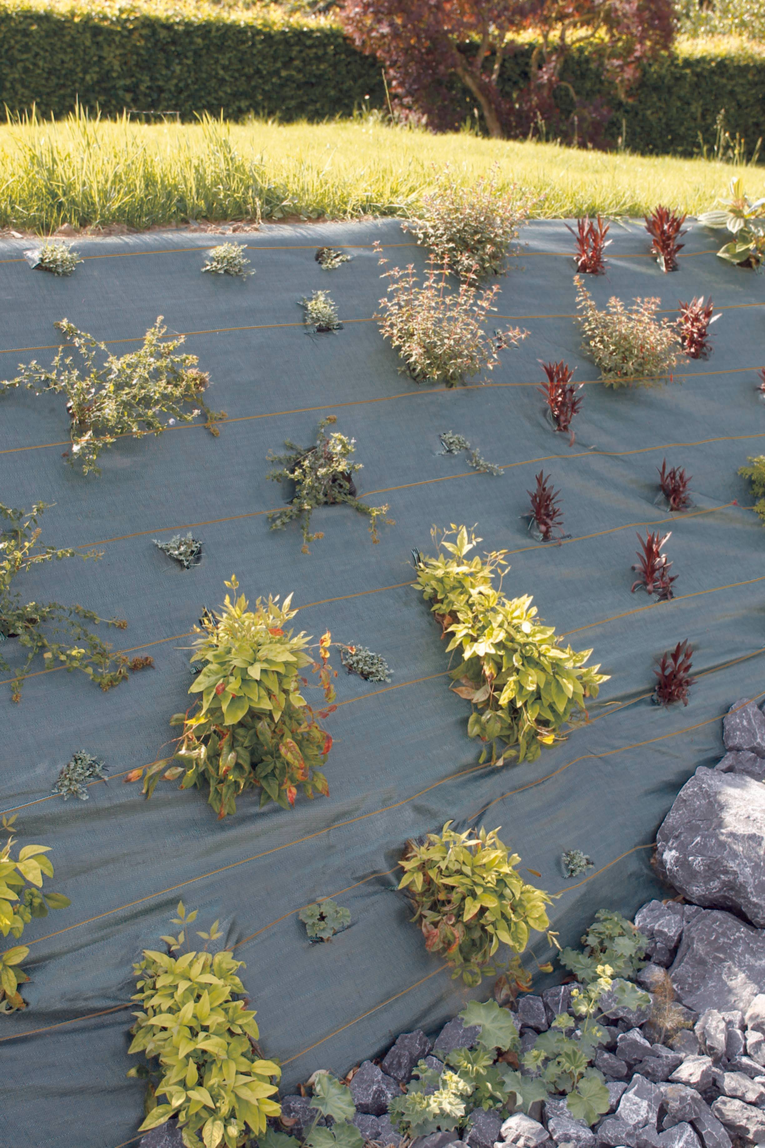 Nortène - Toile de Paillage - AGROSOL - Imagen 3