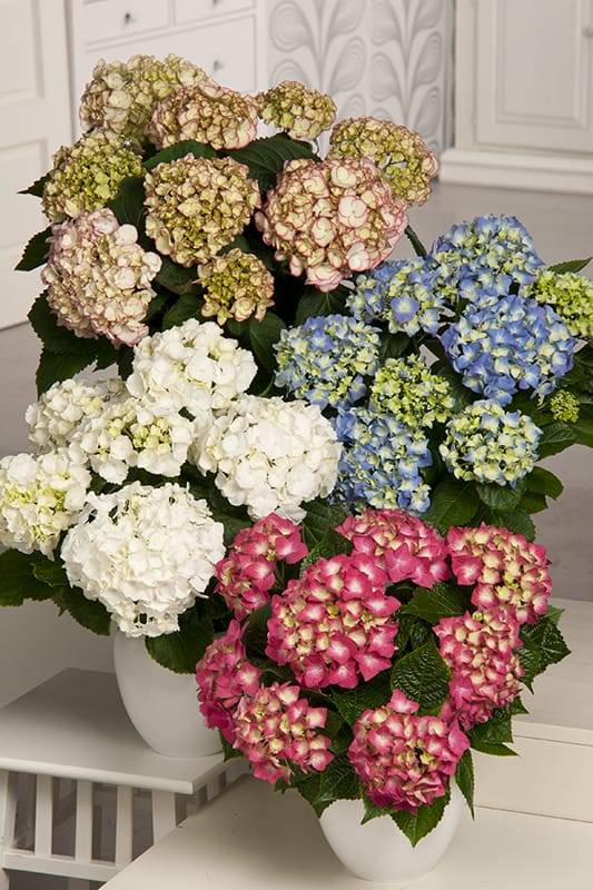 Hortensia - Image 5