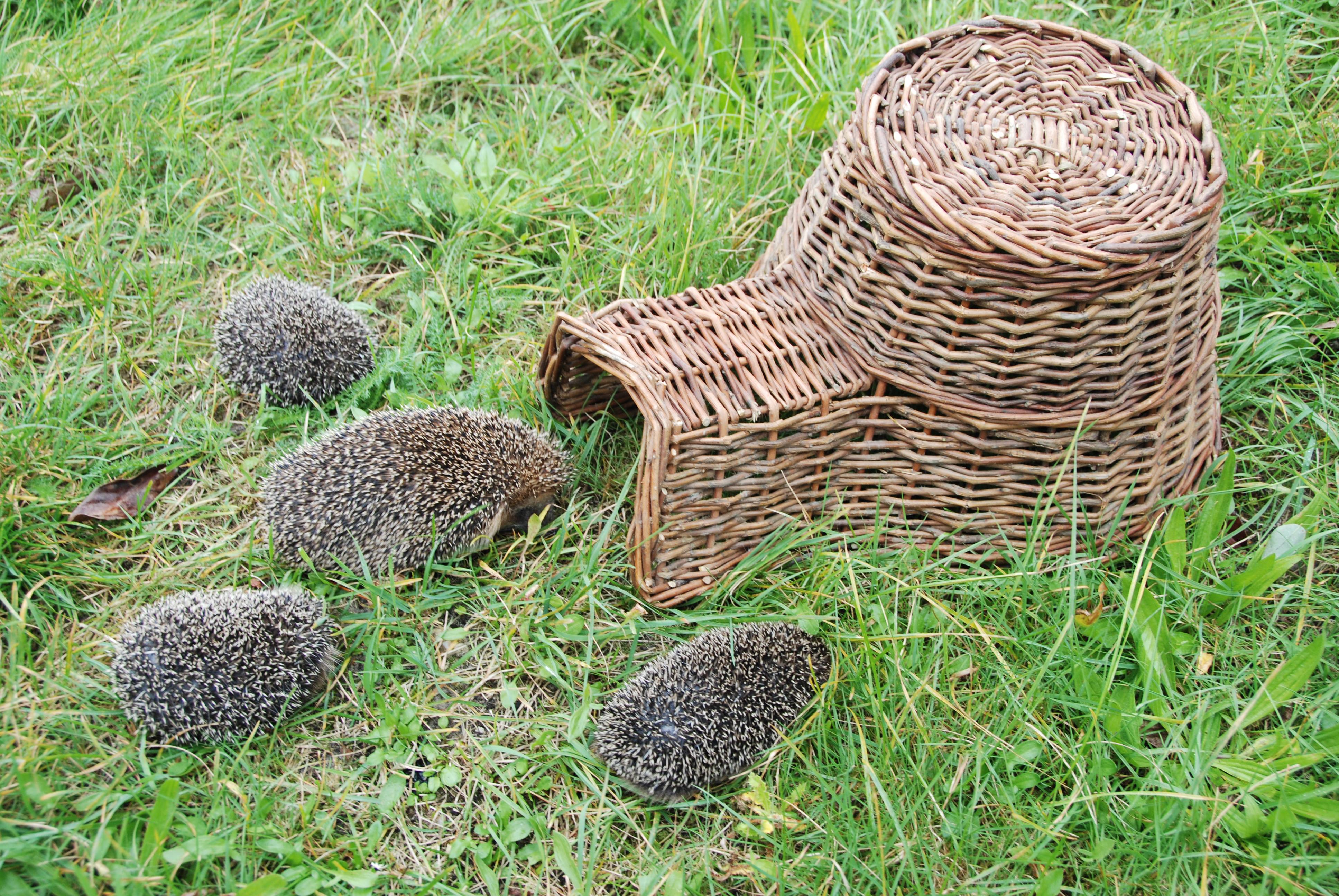 Best For Birds - Panier Hérisson Bois Marron - Image 3