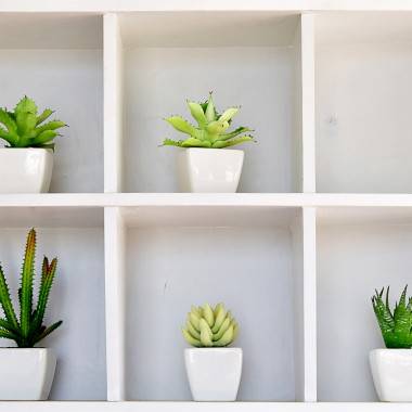 Succulentes - Image 1