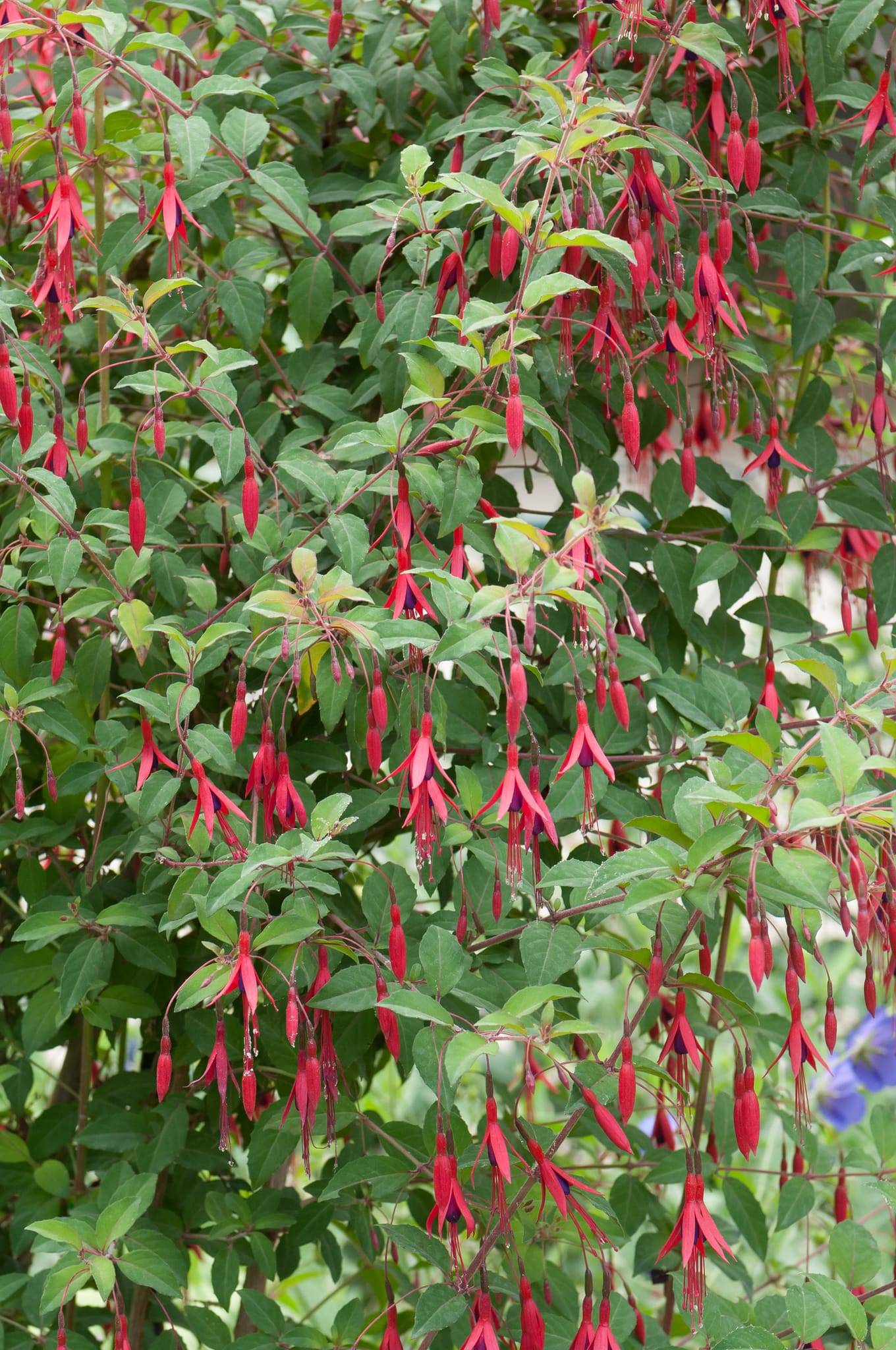 Fuschia de Magellan 'Riccartonii' - Image 2