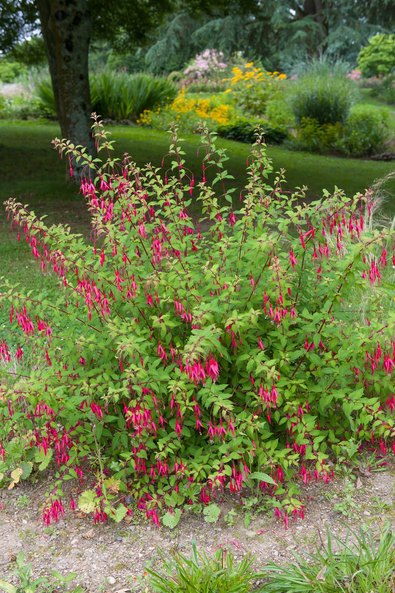 Fuschia de Magellan 'Riccartonii' - Image 1