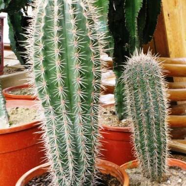 Cactus candelabro