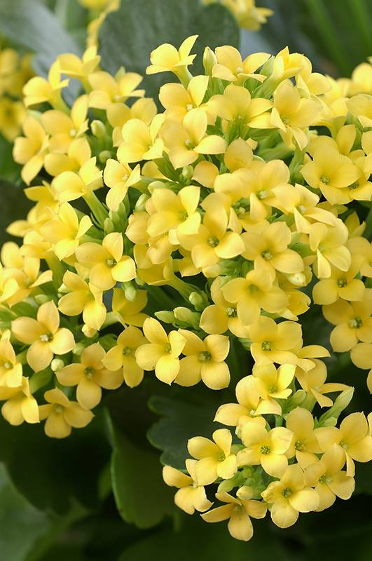 Kalanchoé con flores simples - Imagen 4