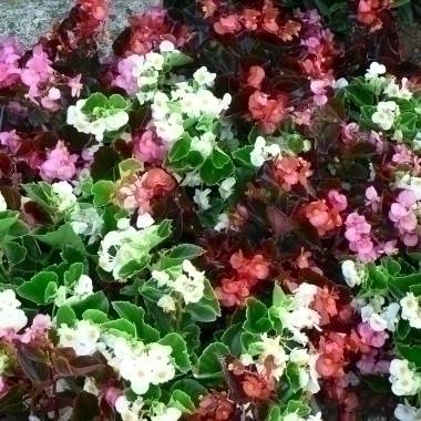 Begonia