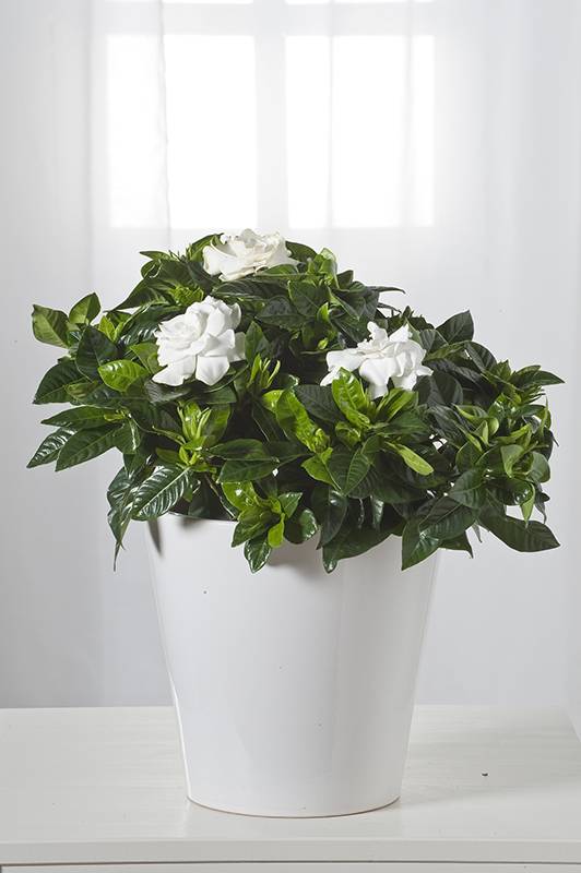 Gardenia, Jazmín del Cabo