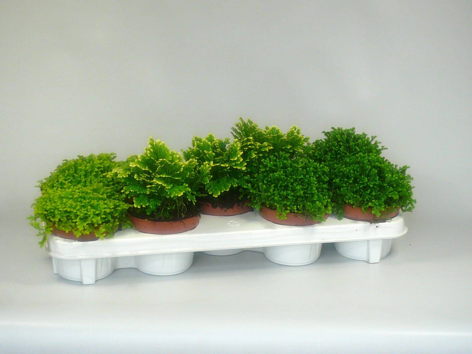 Selaginella
