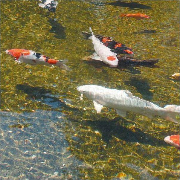 Ubbink - Filtre gravitaire pour bassin de jardin FiltraPure 2000 PlusSet - Ubbink - Imagen 9